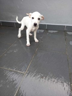 Cute Puppy’s Looking For Home  - Mixed Breed Dog