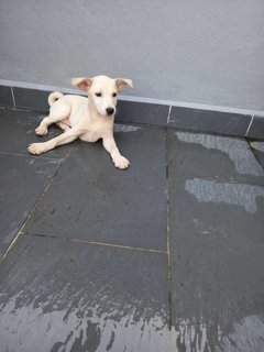 Cute Puppy’s Looking For Home  - Mixed Breed Dog