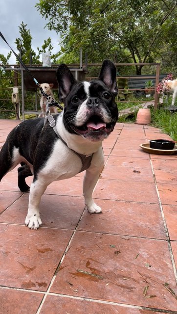 Orca - French Bulldog Dog