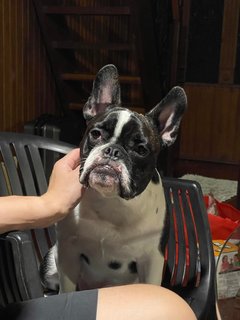 Orca - French Bulldog Dog