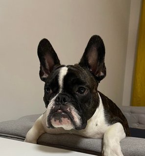 Orca - French Bulldog Dog