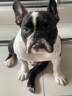 Orca - French Bulldog Dog