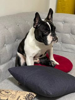 Orca - French Bulldog Dog