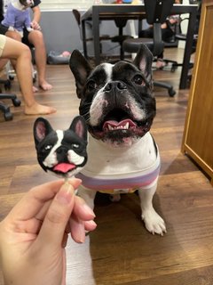 Orca - French Bulldog Dog