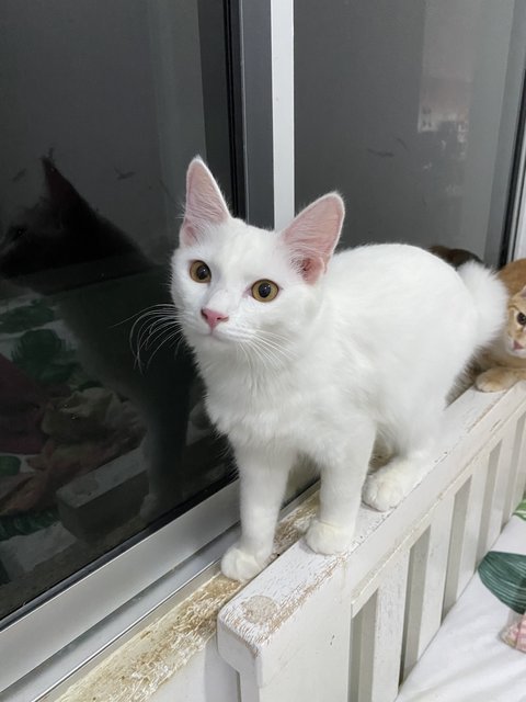 Princess👑 - Turkish Angora Cat