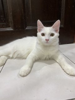 Princess👑 - Turkish Angora Cat