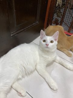 Princess👑 - Turkish Angora Cat