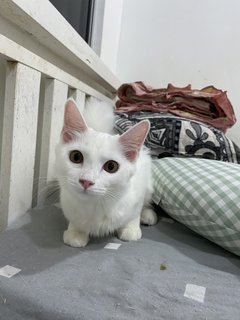 Princess👑 - Turkish Angora Cat