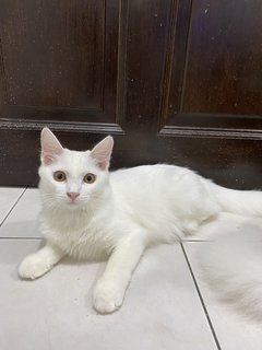 Princess👑 - Turkish Angora Cat