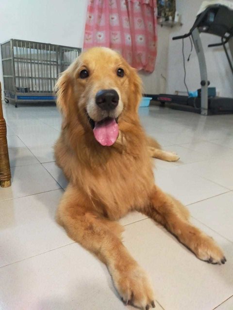 Buster - Golden Retriever Dog