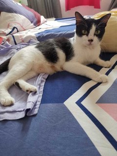 Rina - Spayed And Vaccinated Free - Domestic Short Hair Cat