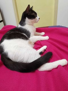 Rina - Spayed And Vaccinated Free - Domestic Short Hair Cat