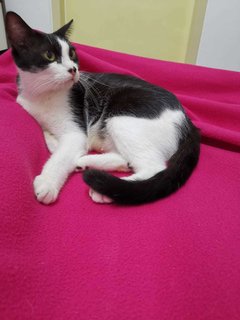 Rina - Spayed And Vaccinated Free - Domestic Short Hair Cat