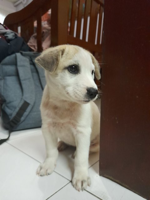 Puppy - Mixed Breed Dog