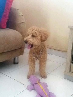 Tango - Poodle Dog