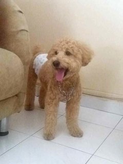 Tango - Poodle Dog