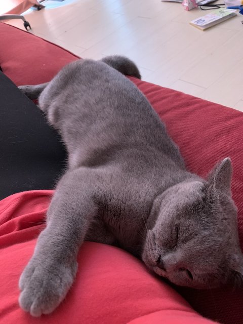 Molly - British Shorthair Cat