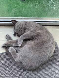 Molly - British Shorthair Cat