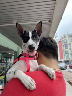 Chubby - Mixed Breed Dog