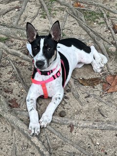 Chubby - Mixed Breed Dog