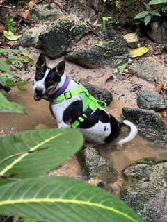 Chubby - Mixed Breed Dog