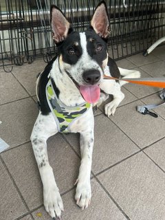 Chubby - Mixed Breed Dog