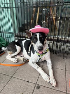 Chubby - Mixed Breed Dog