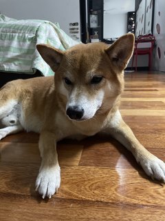 Chuppy ❤️ - Shiba Inu Dog