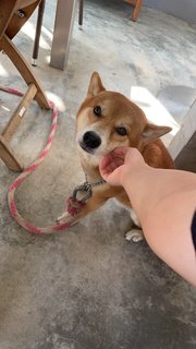 Chuppy ❤️ - Shiba Inu Dog