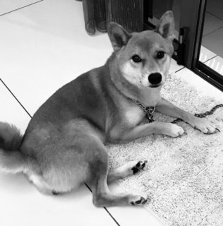 Chuppy ❤️ - Shiba Inu Dog