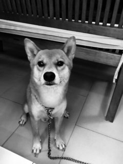 Chuppy ❤️ - Shiba Inu Dog