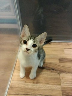 1 Sen 一毛 - Domestic Medium Hair Cat