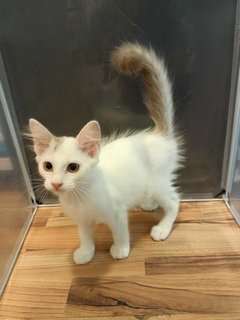 3 Sen 三毛 - Domestic Medium Hair Cat