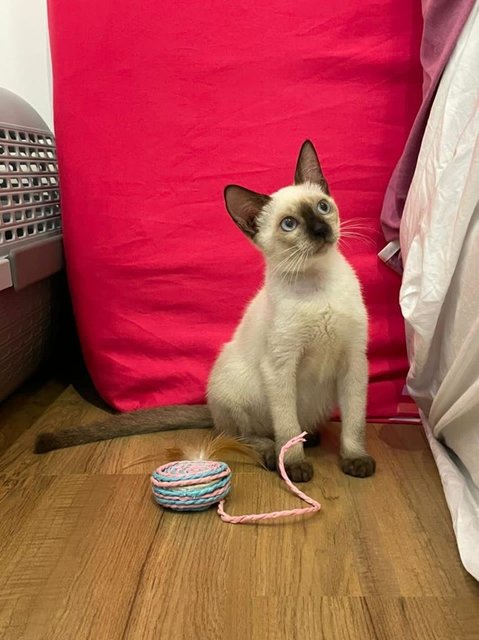 Twyla - Domestic Short Hair + Siamese Cat