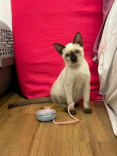 Twyla - Domestic Short Hair + Siamese Cat