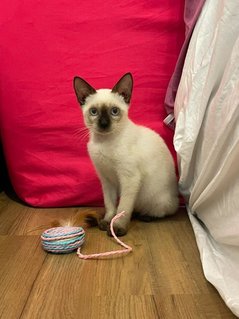 Twyla - Domestic Short Hair + Siamese Cat