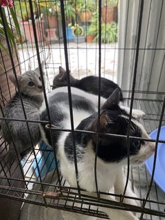 Mom And Her Babys - Domestic Medium Hair Cat