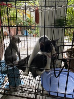 Mom And Her Babys - Domestic Medium Hair Cat