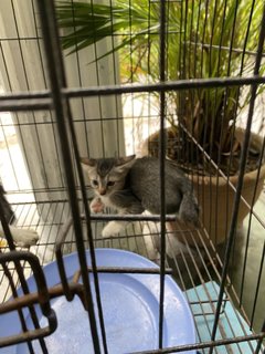 Mom And Her Babys - Domestic Medium Hair Cat