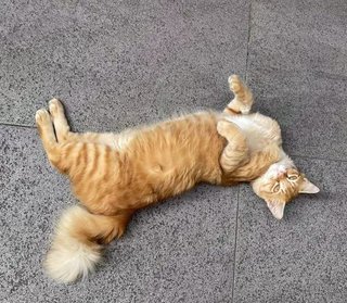 Cute Orange - Domestic Long Hair + Domestic Medium Hair Cat