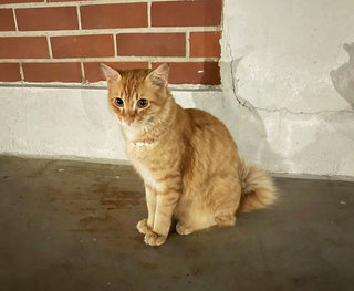 Cute Orange - Domestic Long Hair + Domestic Medium Hair Cat