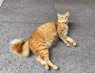 Cute Orange - Domestic Long Hair + Domestic Medium Hair Cat