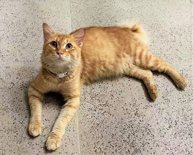 Cute Orange - Domestic Long Hair + Domestic Medium Hair Cat