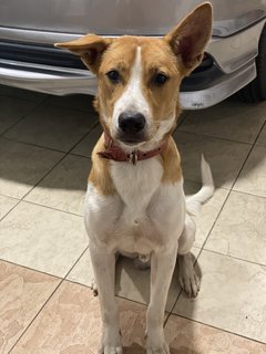 Lucky Boy - Mixed Breed Dog