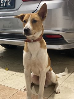 Lucky Boy - Mixed Breed Dog