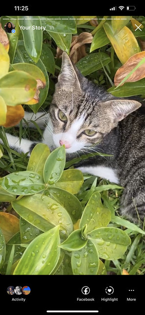 Tostados And Tresden - Domestic Short Hair Cat