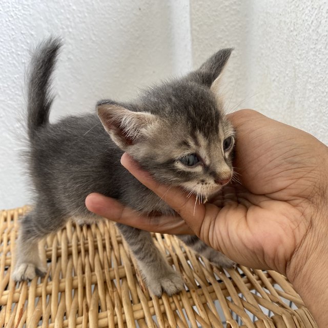 Playful Kitten - Domestic Long Hair + Calico Cat