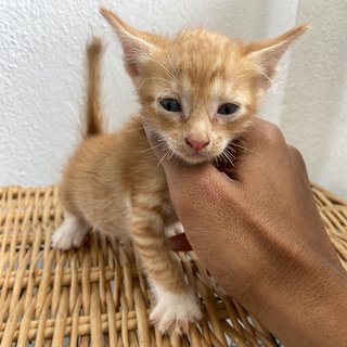 Playful Kitten - Domestic Long Hair + Calico Cat