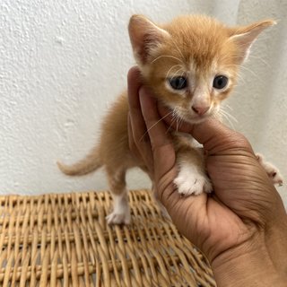 Playful Kitten - Domestic Long Hair + Calico Cat