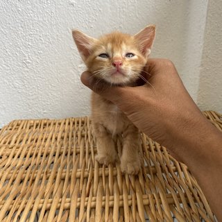 Playful Kitten - Domestic Long Hair + Calico Cat